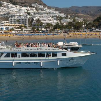 Dolphin Search Trip - Supercat 2 hours