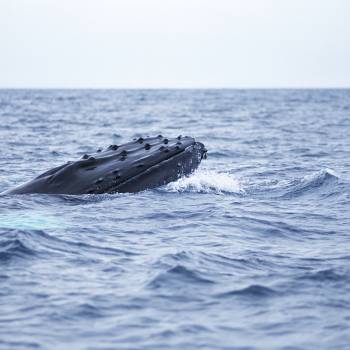 Dolphin Search Trip - Supercat 2 hours