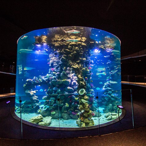 Poem of the Sea aquarium
