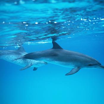 Dolphin Search Trip - Supercat 2 hours