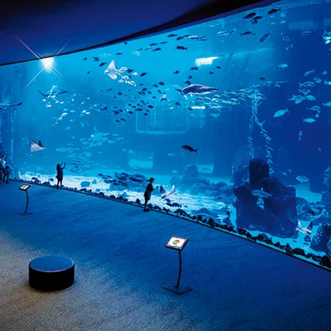 Poem of the Sea aquarium