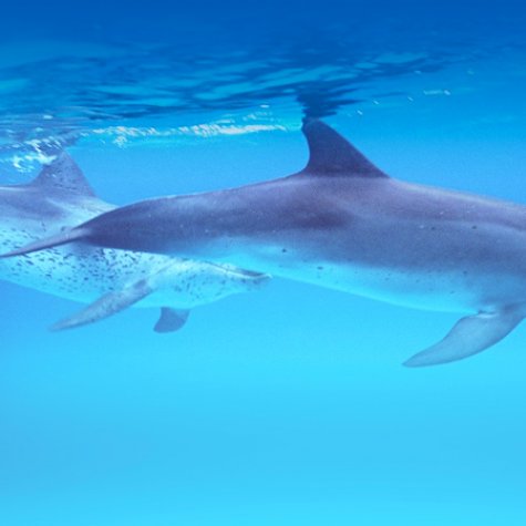 Dolphin Search Trip - Supercat 2 hours