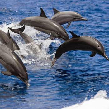 Dolphin Search Trip - Supercat 2 hours