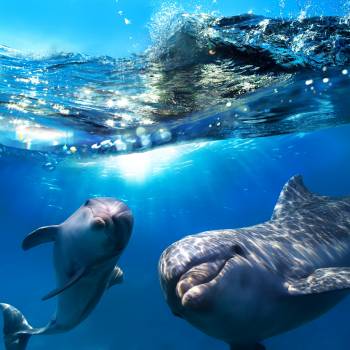 Dolphin Search Trip - Supercat 2 hours