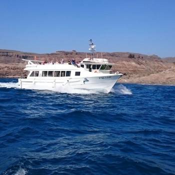 Dolphin Search Trip - Supercat 2 hours