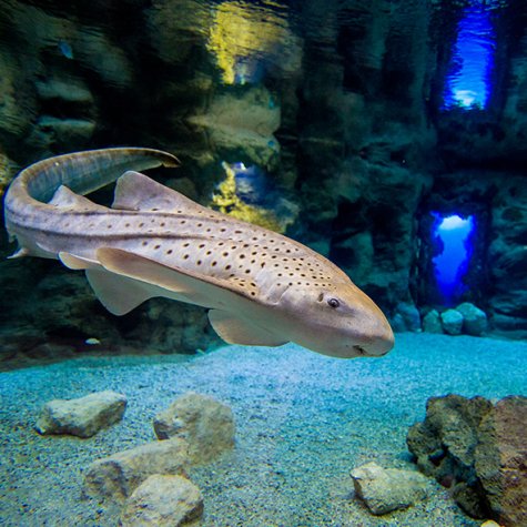Poem of the Sea aquarium