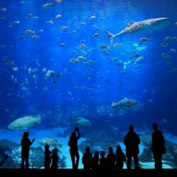 Poem of the Sea aquarium