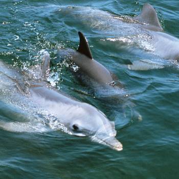 Dolphin Search Trip - Supercat 2 hours