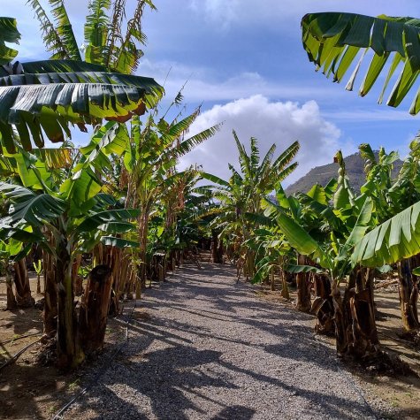 Premium Tour: Oil, Olives, Rum & Bananas