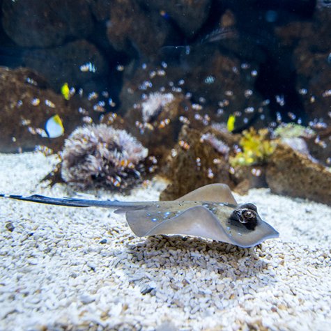 Poem of the Sea aquarium