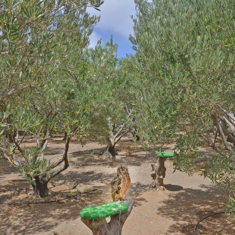 Premium Tour: Oil, Olives, Rum & Bananas