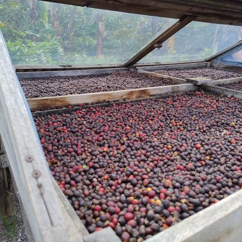 Premium Tour – Coffee, Mojo, Rum & Plantains