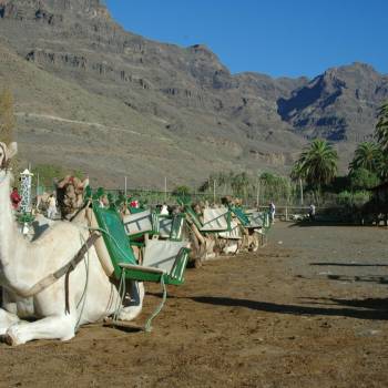 Camel Ride