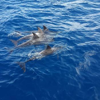 Dolphin Search Trip 