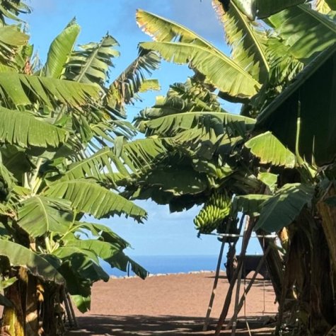 Premium Tour – Coffee, Mojo, Rum & Plantains