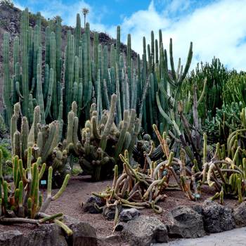 Las Palmas + Botanical Garden + Volcano